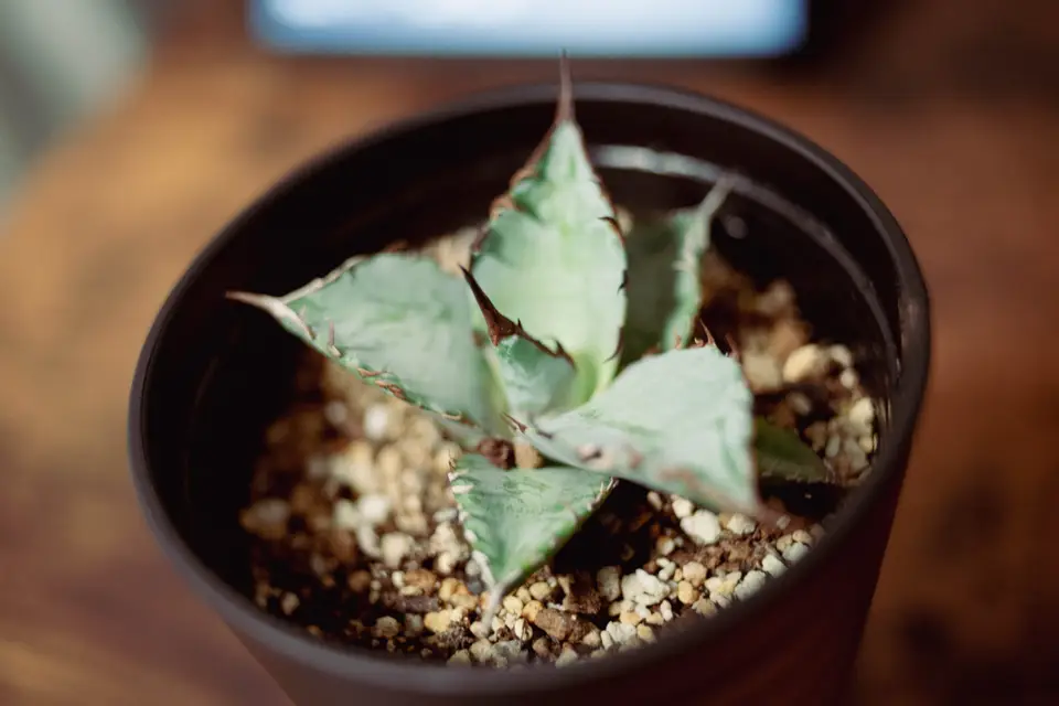 観葉植物を増やす悦び。毎日のお世話が楽しみになる「アガベ チタノタ No.1」
