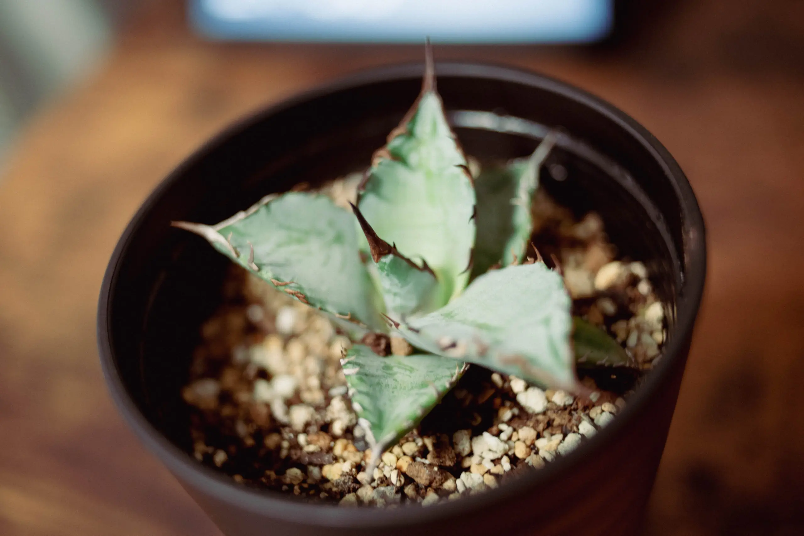 観葉植物を増やす悦び。毎日のお世話が楽しみになる「アガベ チタノタ No.1」